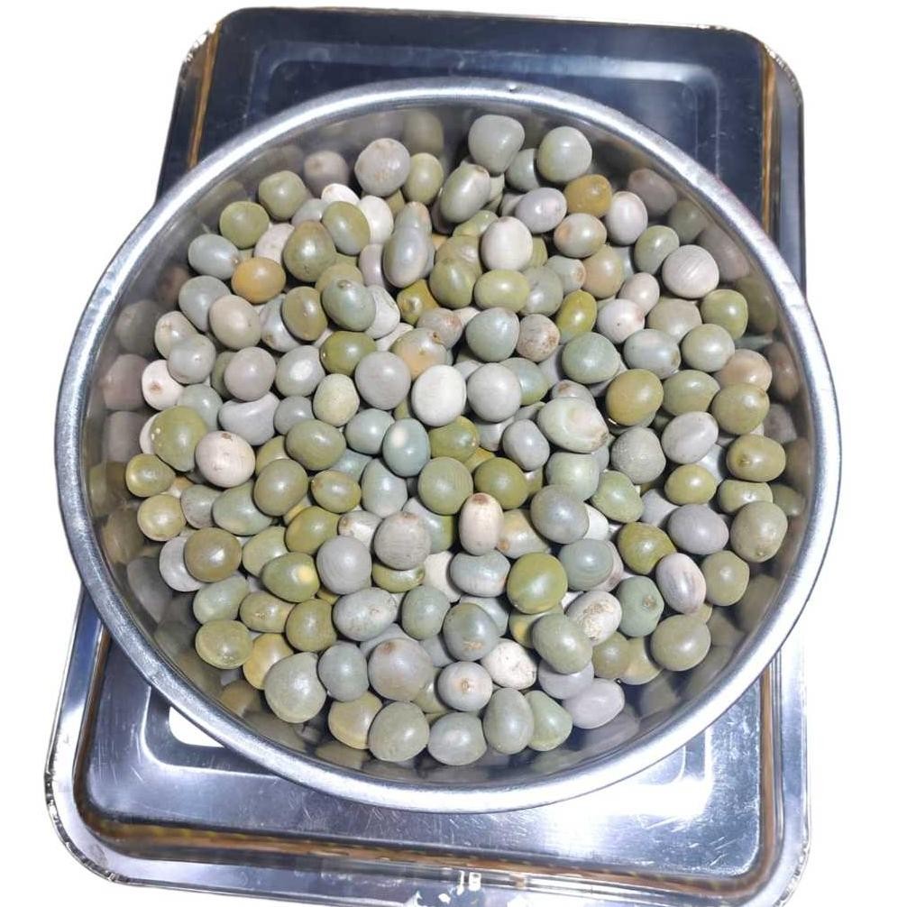 

Biji Gorek 500 Gram Buah Kebiul Kalaloyang Biji Paring Batung