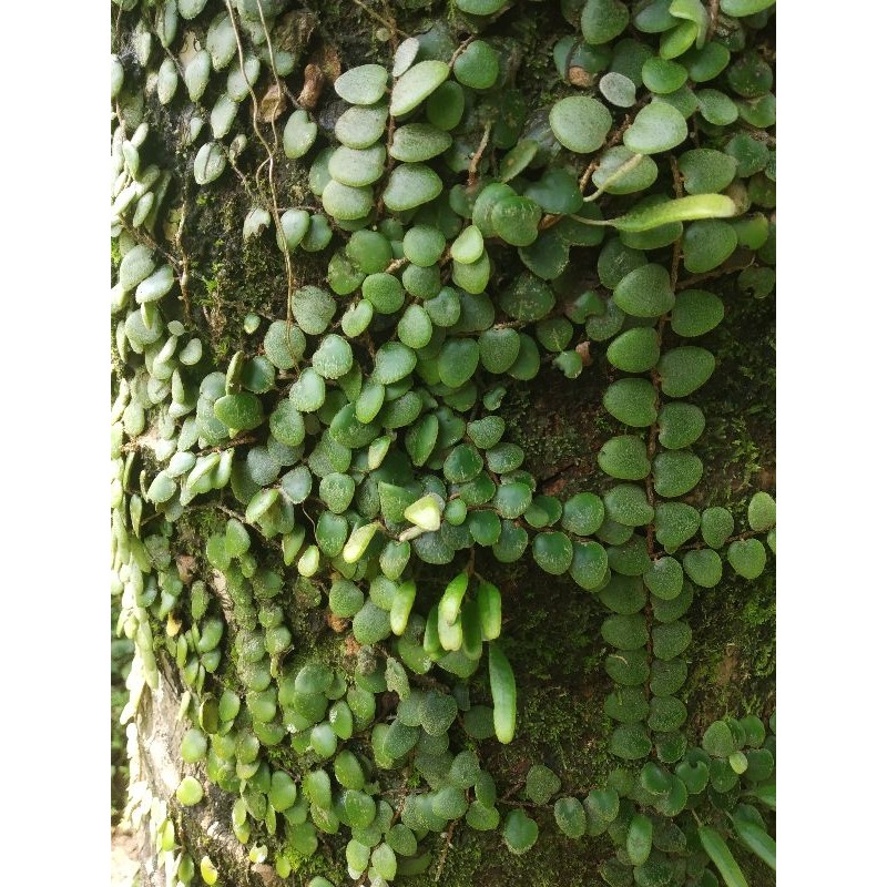 

Daun Sisik Naga Atau Picisan 250 gr