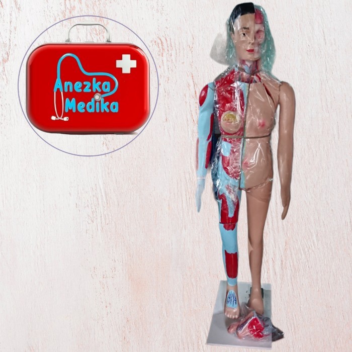 TORSO FULL BODY MULTIFUNGSI / PHANTOM / MANIKIN ORGAN TUBUH MANUSIA