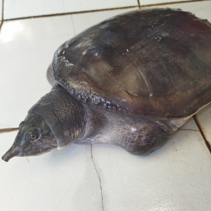 labi labi Hidup kalimantan