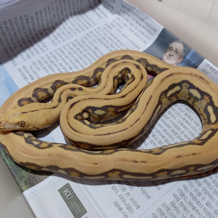Retic OrangeGlow Tiger