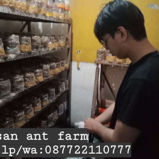 TERBAIK Bibit semut rangrang penghasil kroto paket ujicoba 10 toples + 1 ratu