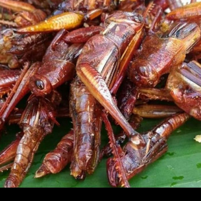 

TERBARU! belalang goreng - walang goreng - simeut goreng original