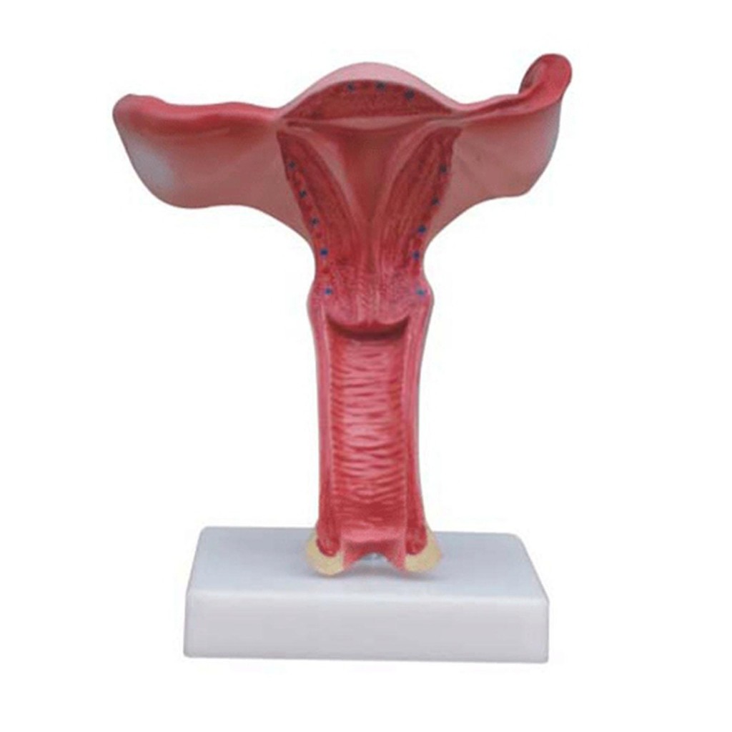 1.5X Magnified Human Female Uterus Anatomy Medical Model Professional Education