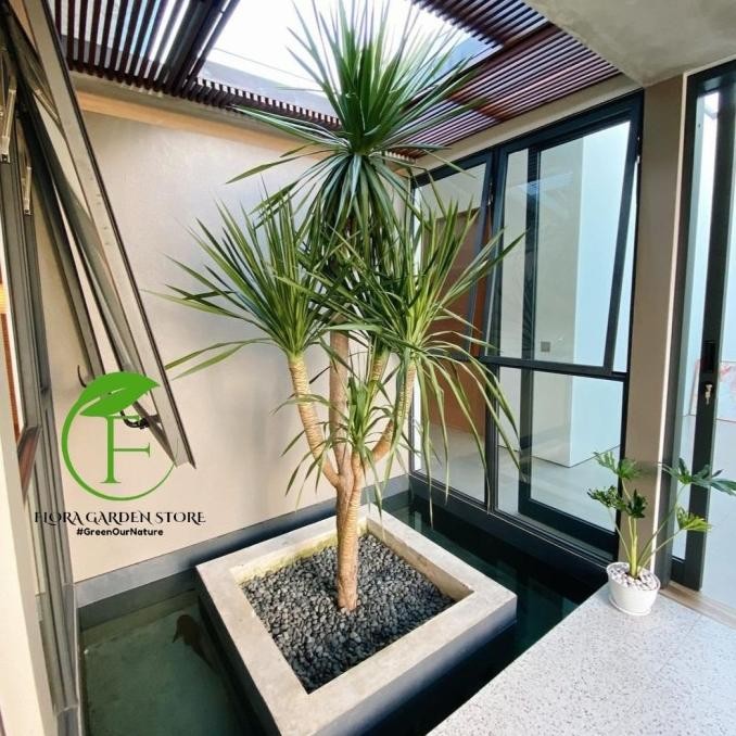 Tanaman Hias Pandan Bali Tinggi 1 meter - Pohon Pandan Bali 1 Tinggi 1 Meter