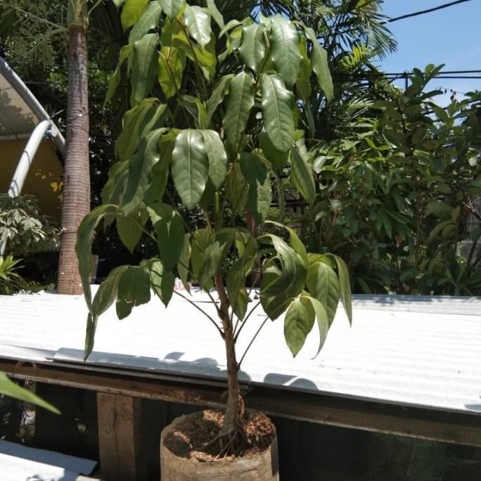 tanaman hias walisongo daun besar