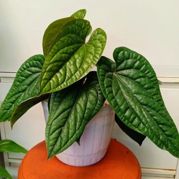 Tanaman Hias Anturium sirih - anturium sirih