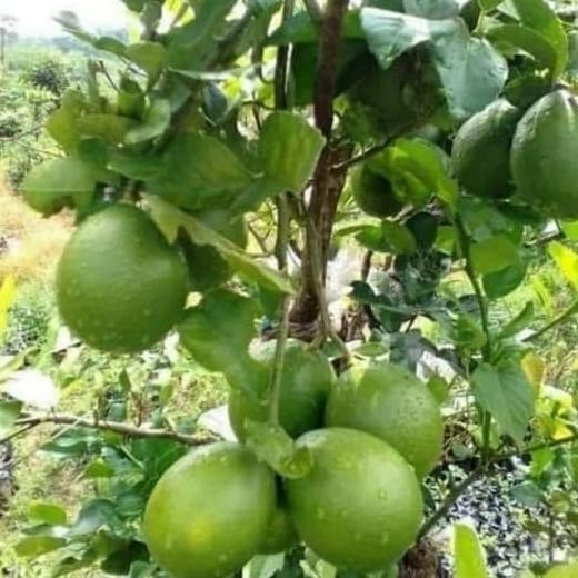 Pohon Jeruk Nipis-Jeruk Nipis Jumbo Sudah Berbuah