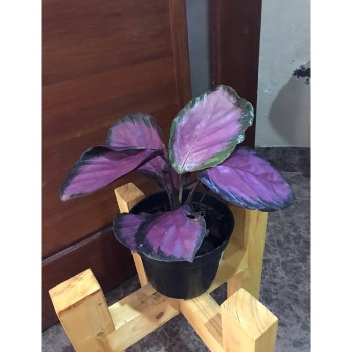 Tanaman hias bunga Calathea crimson ungu import serumpun sesuai foto