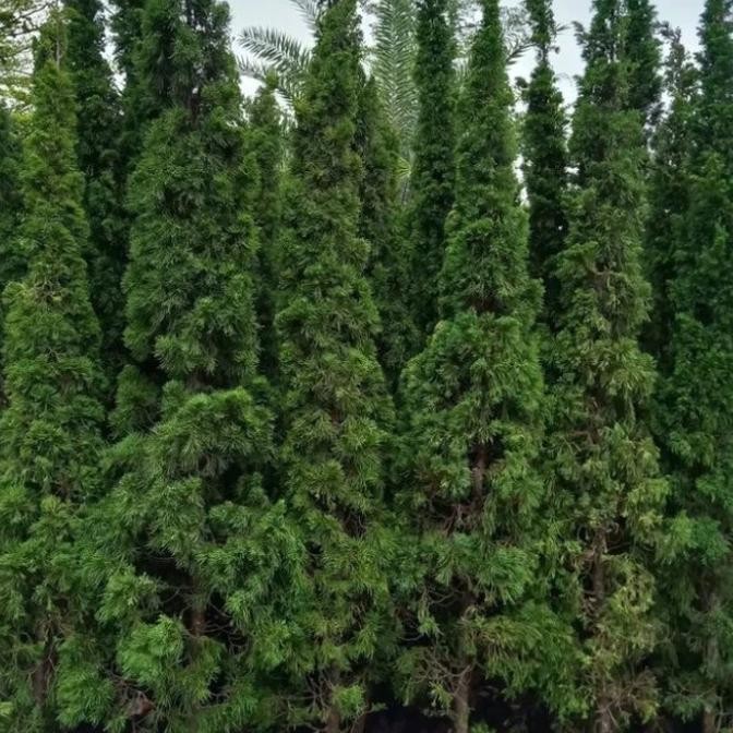 Tanaman Hias Cemara Lilin Tinggi 3 Meter // Pohon Natal Cemara Lilin