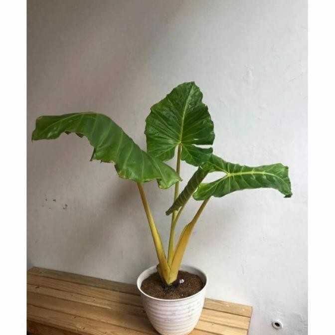 Tanaman Hias ALOCASIA MACRORRHIZA LUTEA GOLD - Sente kuning