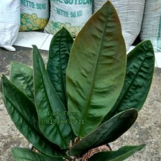 Tanaman hias anthurium neo superboom _ tananan anthurium
