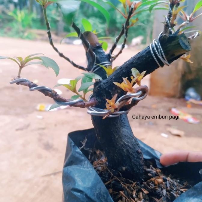 bonsai pusaka hias - tanaman hias bonsai pusaka