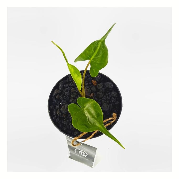 Alocasia 'Stingray' - Tanaman hias koleksi / Houseplants / bibit