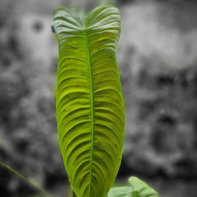 Tanaman Hias Philodendron Sharoniae