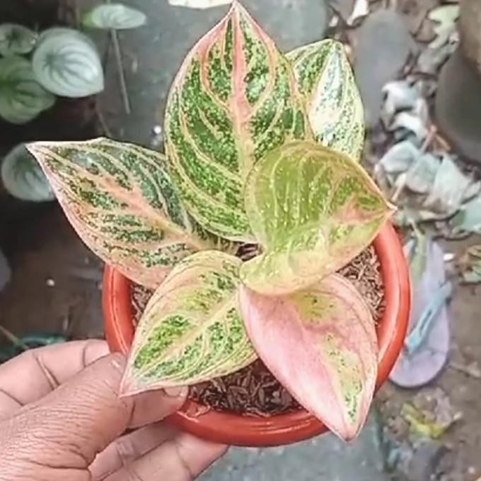 tanaman hias aglaonema / aglonema maeswara / maheswara realpictt