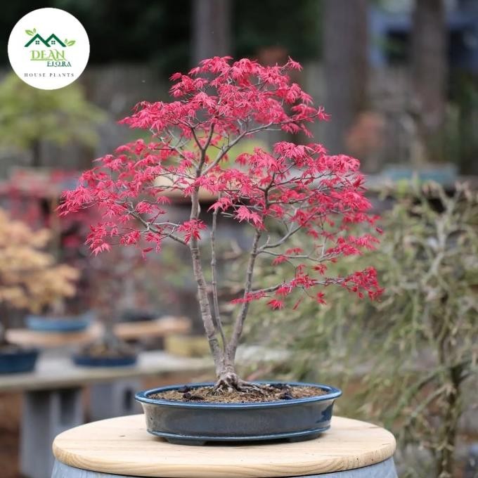 Tanaman Hias Japanese Red Maple / Bonsai Red Maple / Pohon Red Maple Japanese
