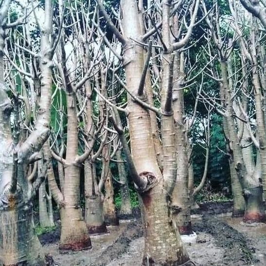 READY STOCK 5 Bibit Pohon Kaki Gajah Baobab Afrika