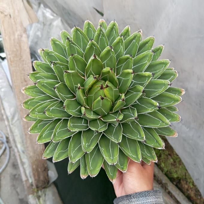 agave victoria reginae compacta tanaman hias