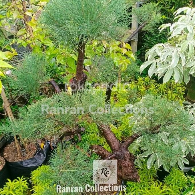 Bibit Tanaman Hias Hidup Bonsai Cemara Udang Murah Dekorasi Taman