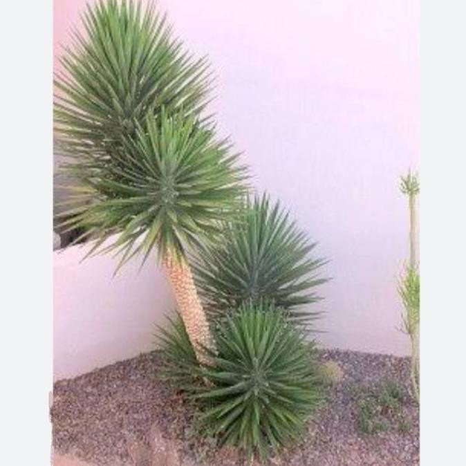 tanaman hias yucca harga promo