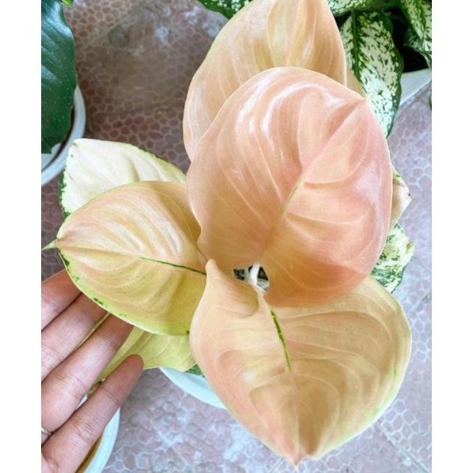 MMH_54 Aglonema golden love import (Tanaman hias aglaonema golden