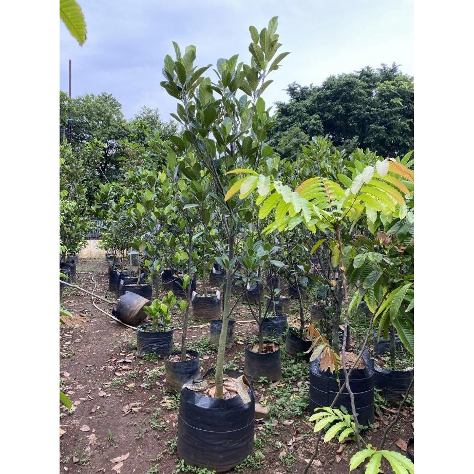 Pohon Buah Nangka Tinggi 2 meter