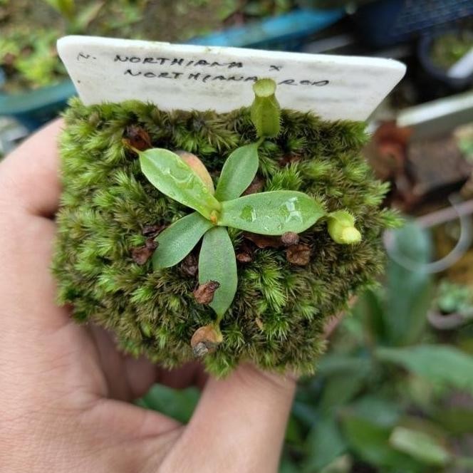 TANAMAN KARNIVORA NEPENTHES NORTHIANA X NORTHIANA RED TERLENGKAP