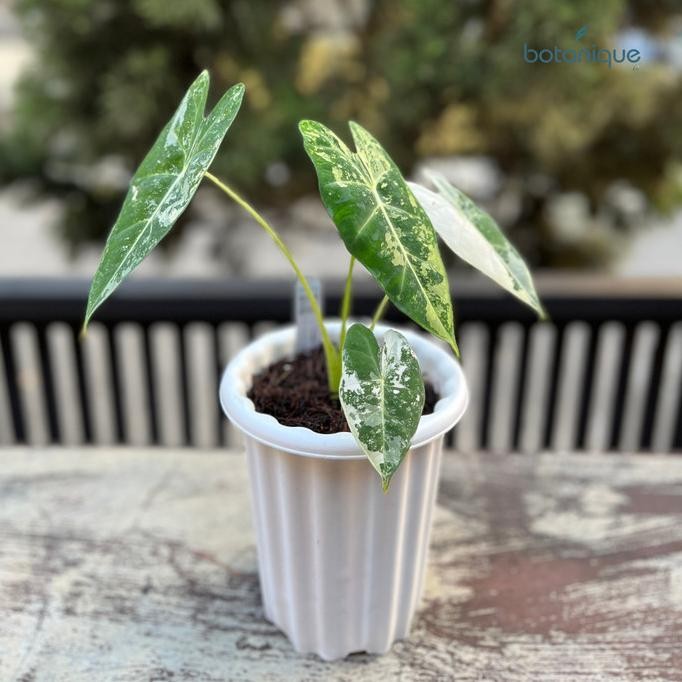 Alocasia Frydek Variegata (Kode BTQ-043) - Tanaman Hias - Frydek Var