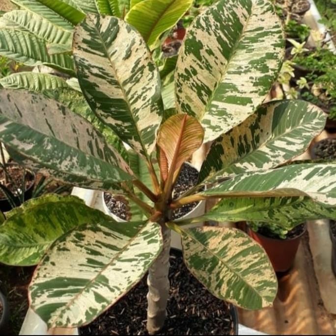 Tanaman Hias Plumeria Varigata - Kamboja varigata - plumeria varigata