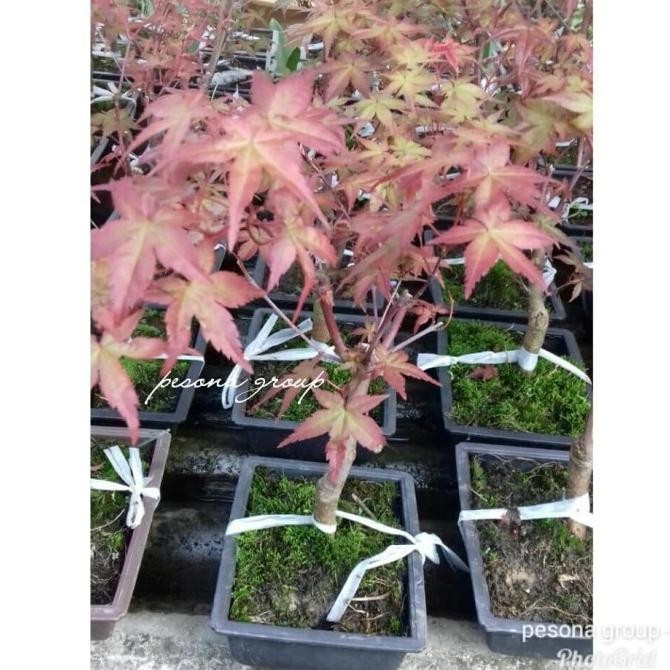 Miliki Tanaman Hias Japanes Maple Bonsai Japanese Red Maple Unik Red