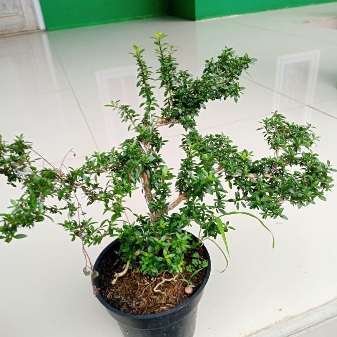 tanaman bonsay mini | tanaman serut | tanaman bonsai