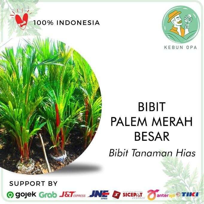 Tanaman Hias Palem Merah / Palm Ukuran Besar - Pohon Pinang Merah
