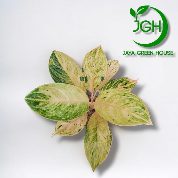 Tanaman Aglonema Obama Import