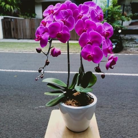 Tanaman Hias Anggrek Bulan Bunga Ungu/Anggrek Bulan Sudah Berbunga