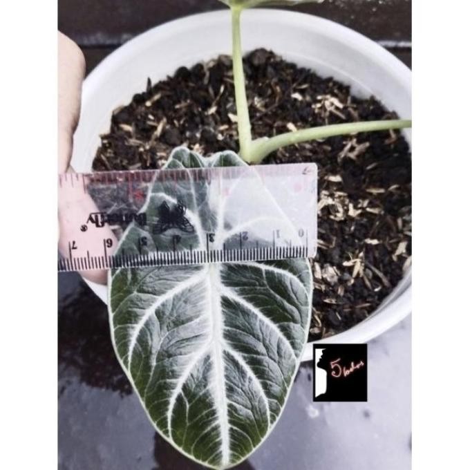 syh Size Remaja tanaman hias alocasia black velvet asli rawatan pribadi bunga keladi alokasia black 