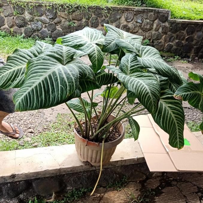 Tanaman hias indukan Lindenii Antasoma