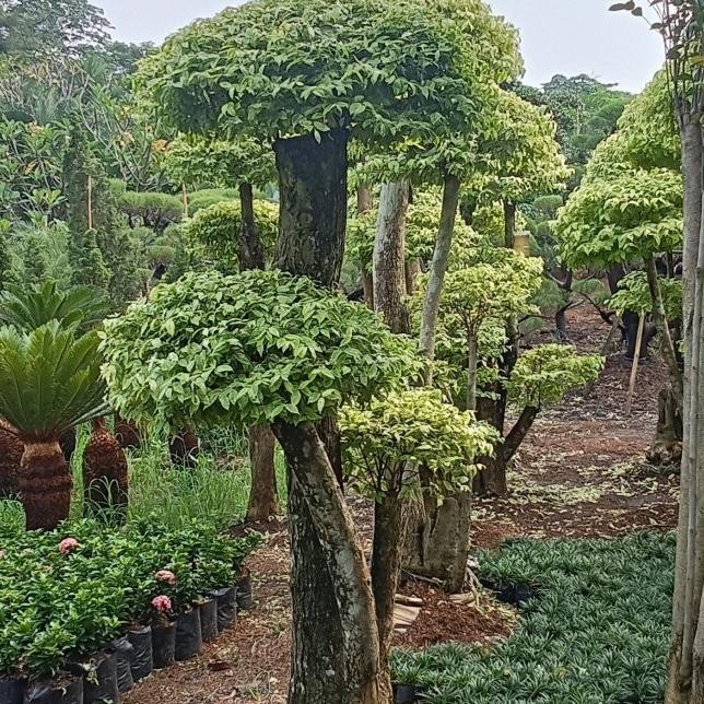 pohon anting putri - anting putri