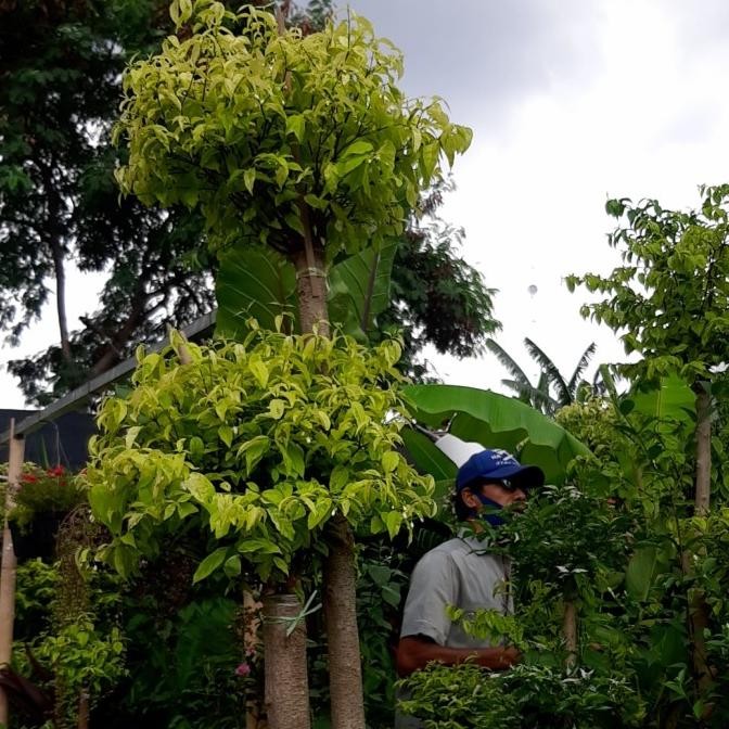 tanaman bonsai anting putri bunga 2 meter