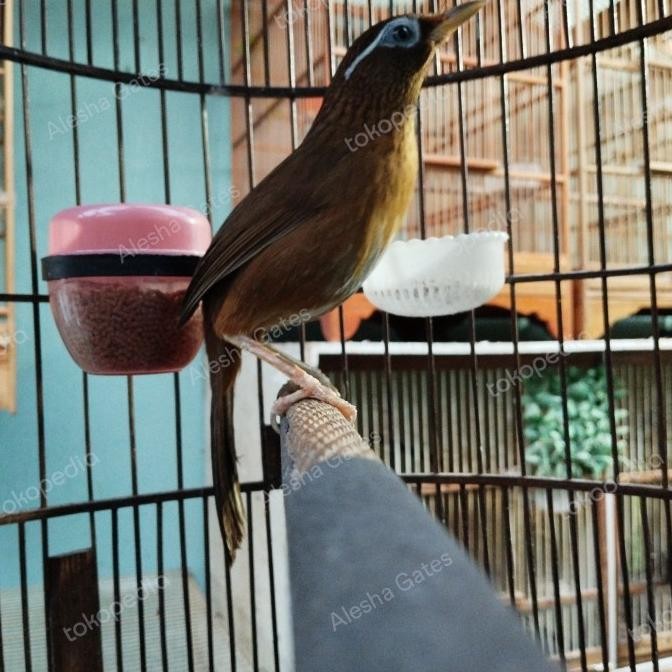 BURUNG HUAMEI WAMBI JANTAN GACOR DOR ISTIMEWA ISIAN MEWAH