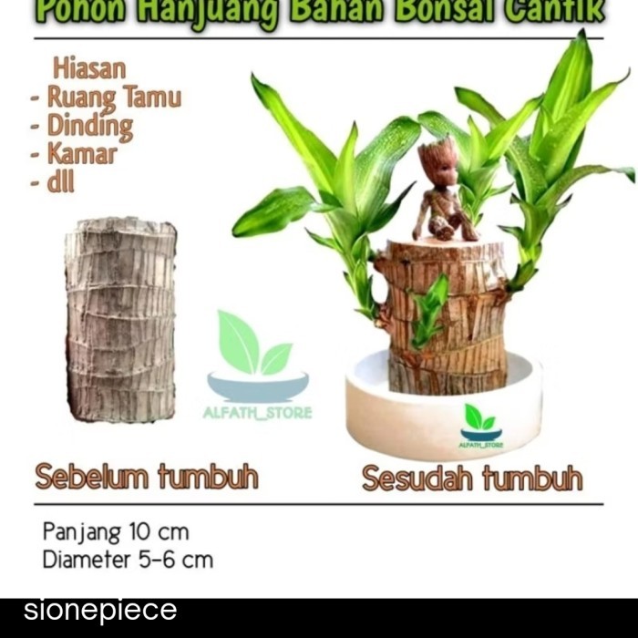 

Bibit Pohon Bahan Bonsai Cantik Mudah Tumbuh
