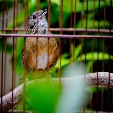 Burung wambi mini atau tieu mi import jantan