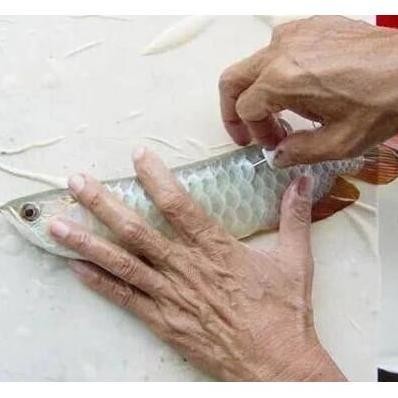 scanner reader chip microchip rfid hewan pet ikan reptil arwana kadal ternak ayam kucing anjing kuda