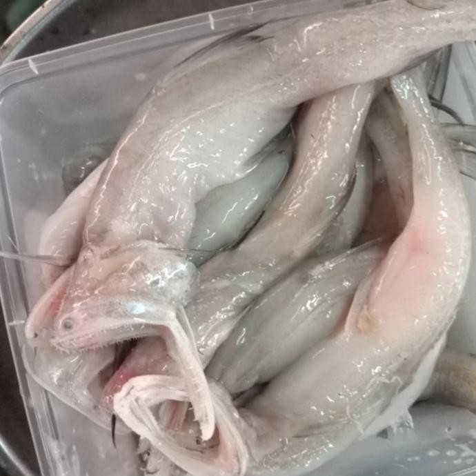 

Bisa Gosend ! Ikan Siting / Lomek Segar 1kg