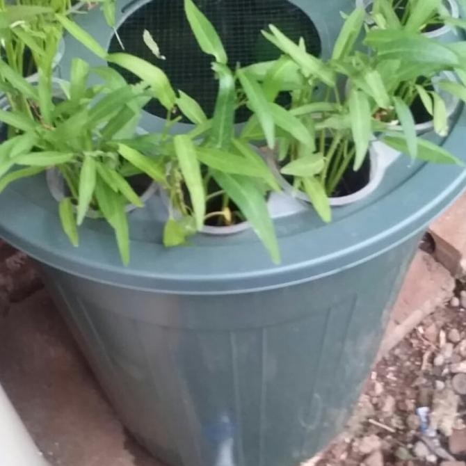 EMBER LELE 80 LITER 12 NETT POT/BUDIKDAMBER/ BUDIDAYA IKAN & AQUAPONIK