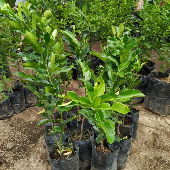 

SALE! POHON JERUK PURUT