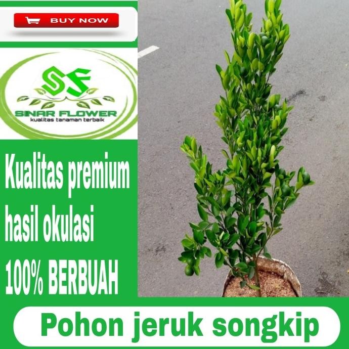 

SALE! POHON JERUK KIP BERBUAH/TANAMAN JERUK KIP/ LEMON CUI/KASTURI RIMBUN