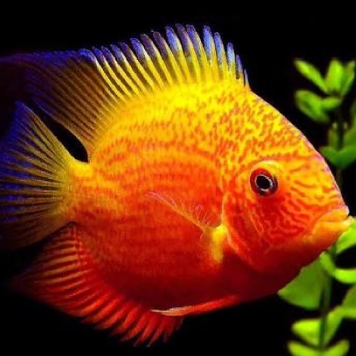 TERBARU Red Spotted Severum American Cichkid