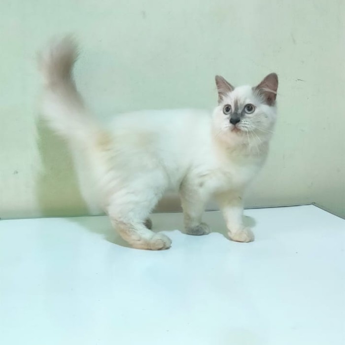 TERBARU kucing ragdoll bicolor
