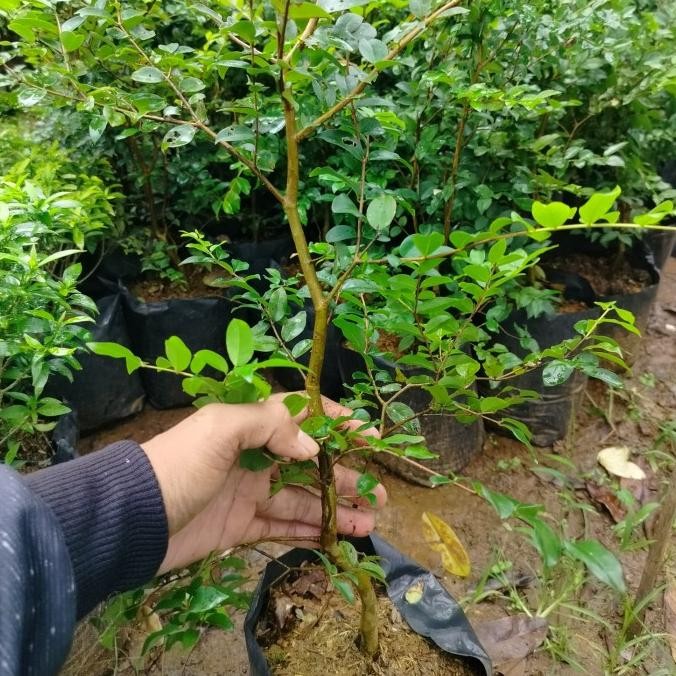 

Anggur Brasil Preco /Tanaman Buah Jaboticaba yg cepat buah MMU